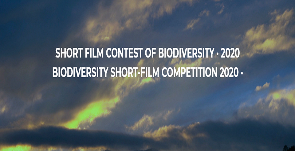 Short Film Contest